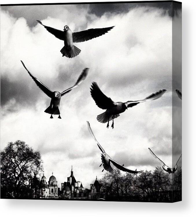 Timewireless Canvas Print featuring the photograph #igerslondon #stjamespark #birds by Luca Spataro