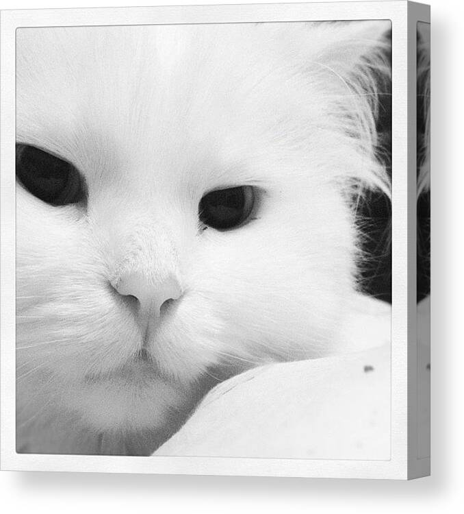Gatti Canvas Print featuring the photograph Il gatto delle nevi by Alessandra Gasco