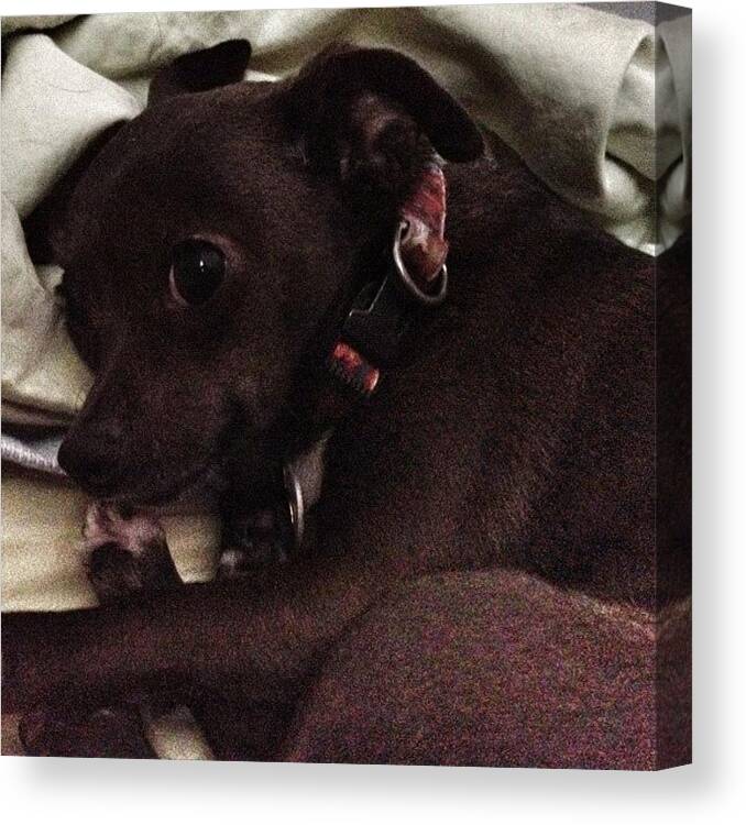 Chihuahuasofinstagram Canvas Print featuring the photograph Image Created With #snapseed #dog by Shari Malin