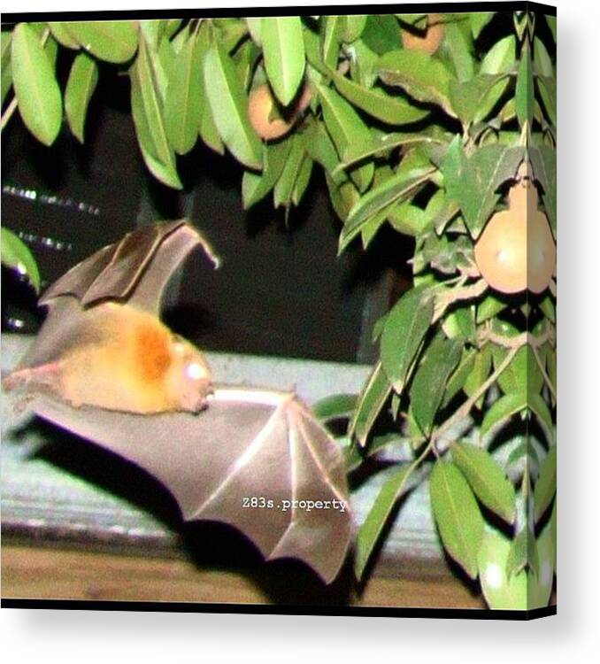 Flying Canvas Print featuring the photograph In Front Of #villasis Home In by Zyrus Zarate