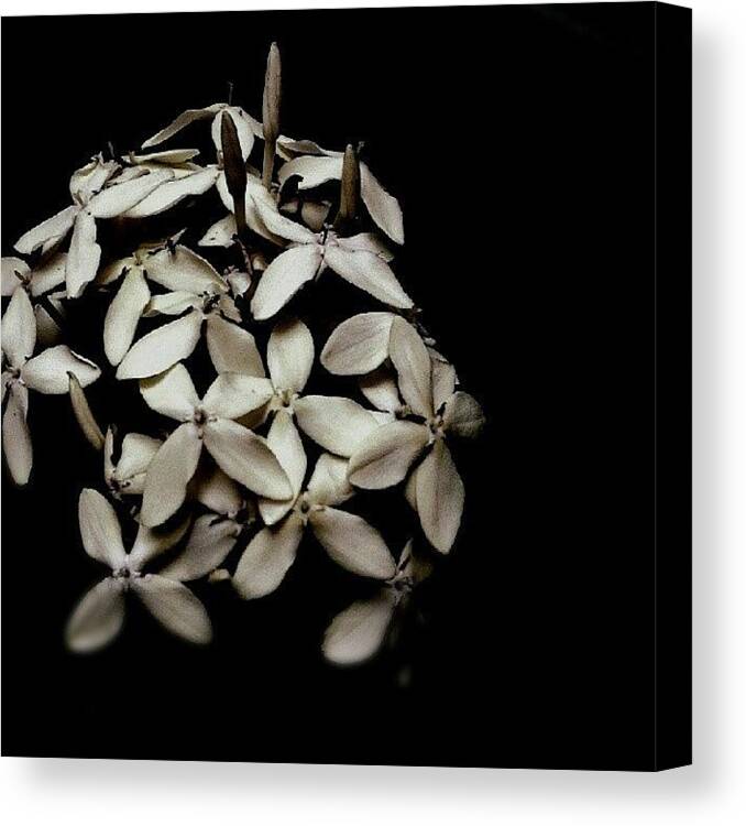 Scenery Canvas Print featuring the photograph In the moment by Cheryl Cheung