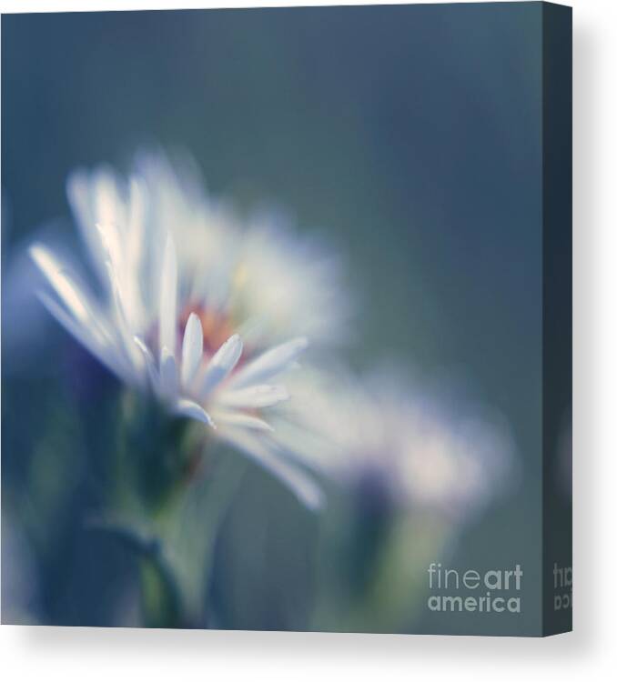 Daisy Canvas Print featuring the photograph Innocence - 03 by Variance Collections