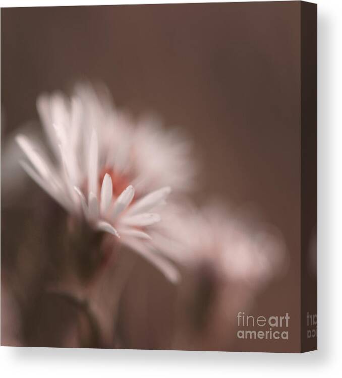 Daisy Canvas Print featuring the photograph Innocence - 05-01a by Variance Collections