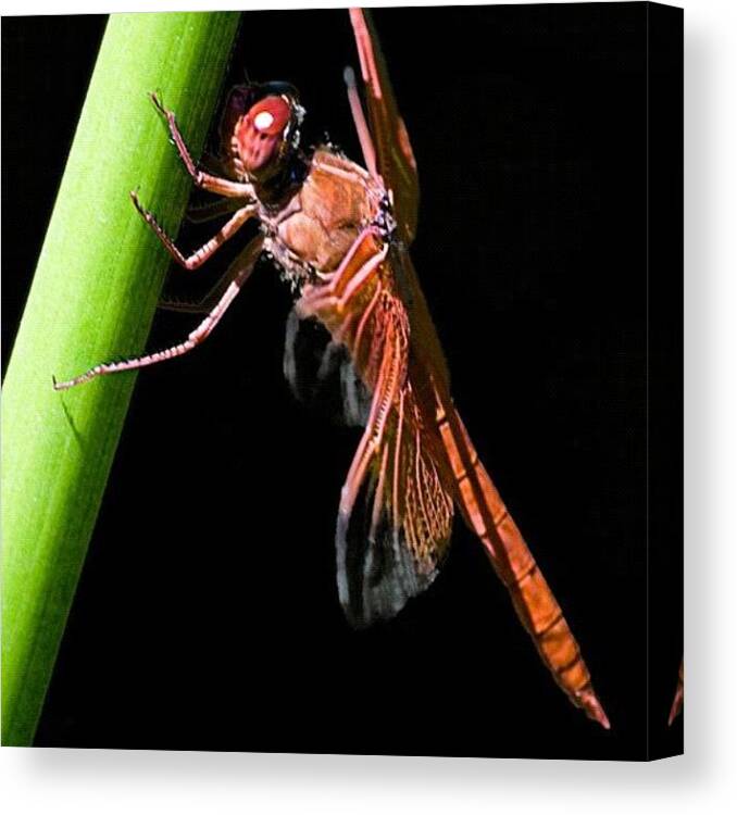 Fly Canvas Print featuring the photograph #insect #bug #dragonfly #dragon #fly by Michael Lynch