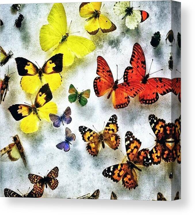 Butterfly Canvas Print featuring the photograph #instabeauty #museo #mariposa #bugs by Eva Martinez
