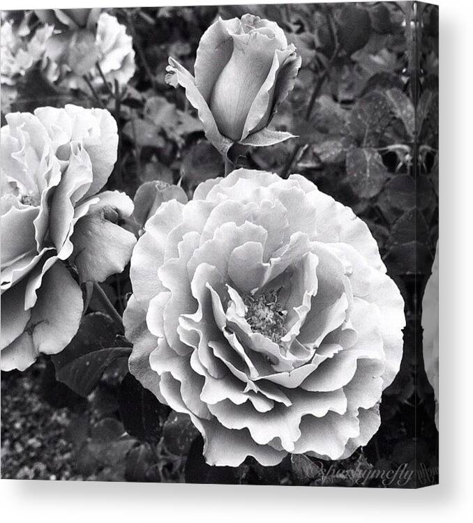Scenery Canvas Print featuring the photograph #instadaily #white #black #flowers by B D