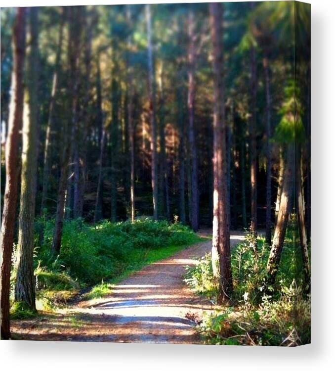 Forest Canvas Print featuring the photograph Instagram Photo by Christian Lund