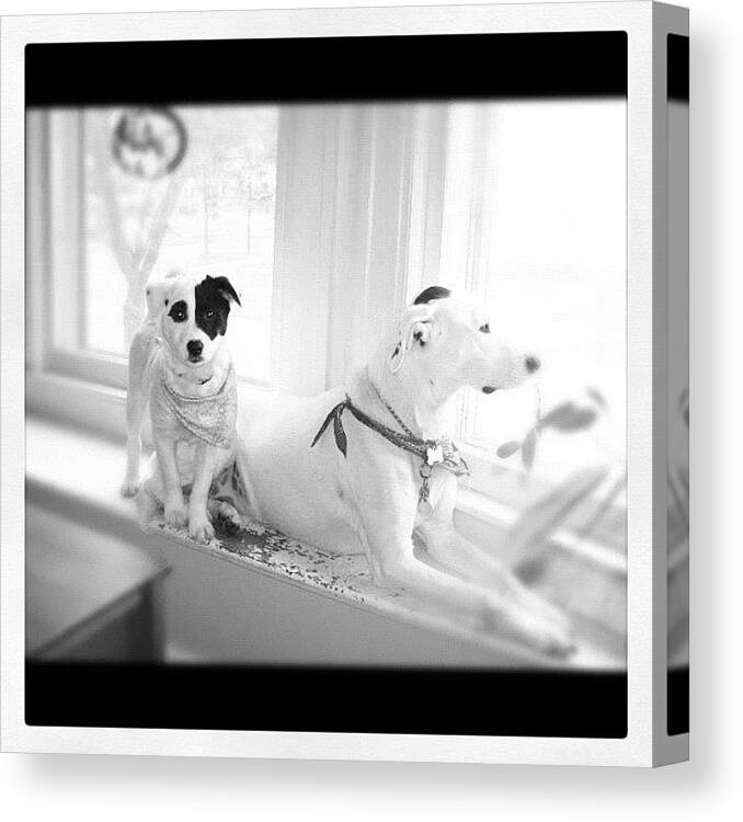Dog Canvas Print featuring the photograph Instagram Photo by Erica Goodrell