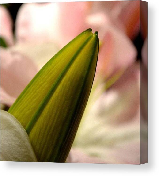 Instagram Canvas Print featuring the photograph #instagramhub #iecontest2 by Andrea Stocker