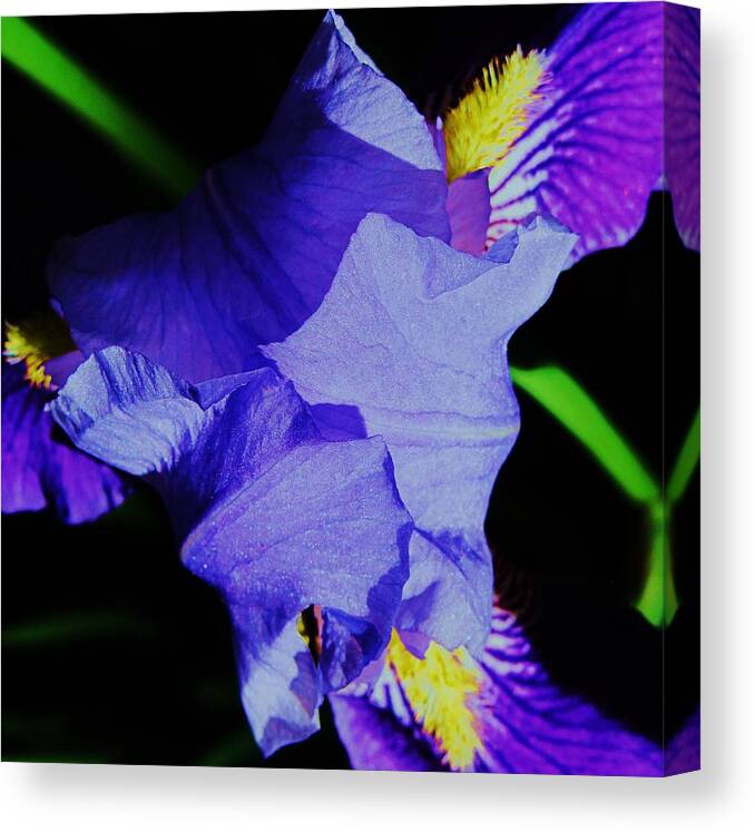 Iris Flower Canvas Print featuring the photograph Iris Delight by Todd Sherlock