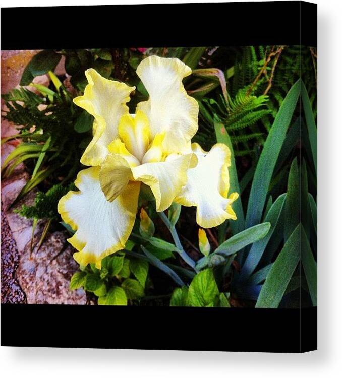  Canvas Print featuring the photograph Iris by Jane Speight