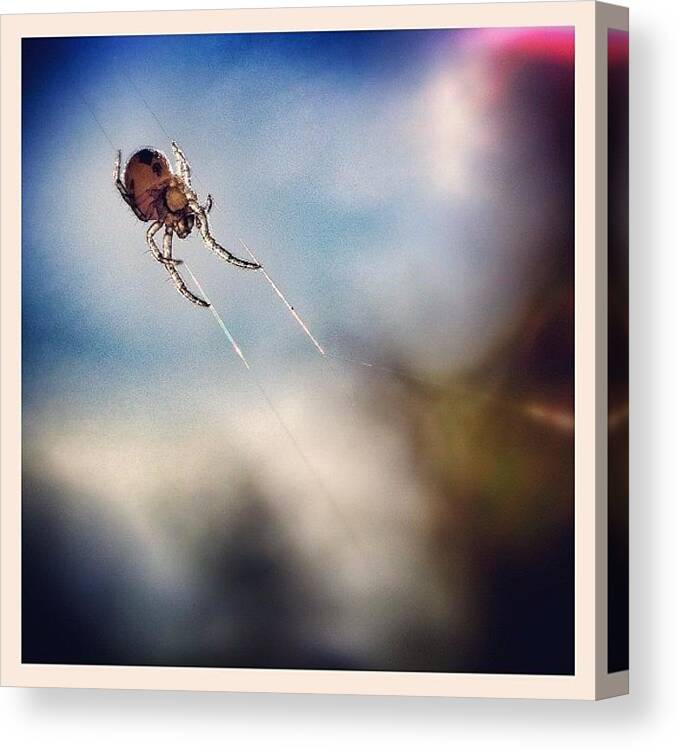 Web Canvas Print featuring the photograph It Had To Be Done Today.... The Amazing by Robert Campbell