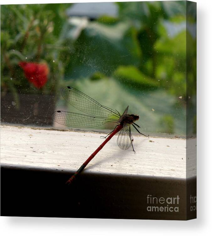 Dragonfly Canvas Print featuring the photograph It's Always Greener by Lainie Wrightson