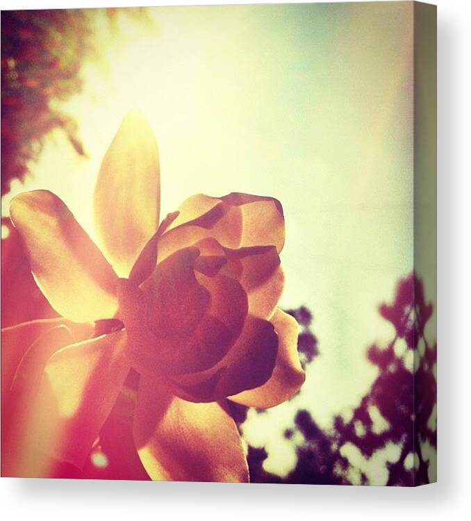 Summer Canvas Print featuring the photograph #jj_forum #jj #iphonography by Kirsten Taubin