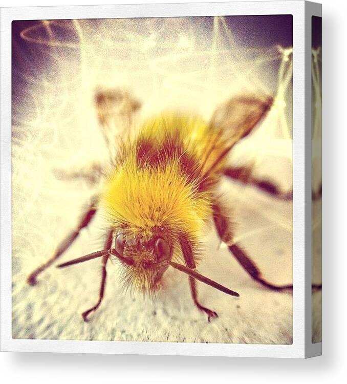 Ollo_clip Canvas Print featuring the photograph Johnbee Rotten! #punk #fuzzy #fuzz by Robert Campbell