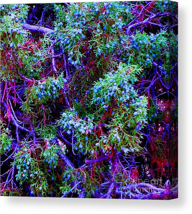 Plant Canvas Print featuring the photograph Juniper Neurons by Ann Johndro-Collins