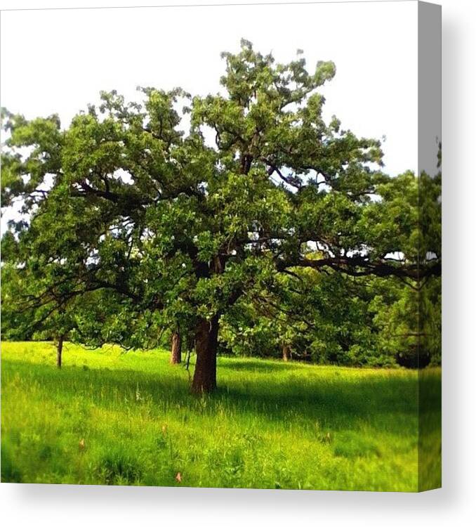 Field Canvas Print featuring the photograph Just Another Lovely Tree by Duke Estate