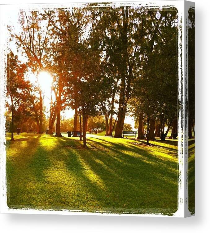 Coconut Canvas Print featuring the photograph #kenndy #park #morning #run #coconut by Antoinette Zavala