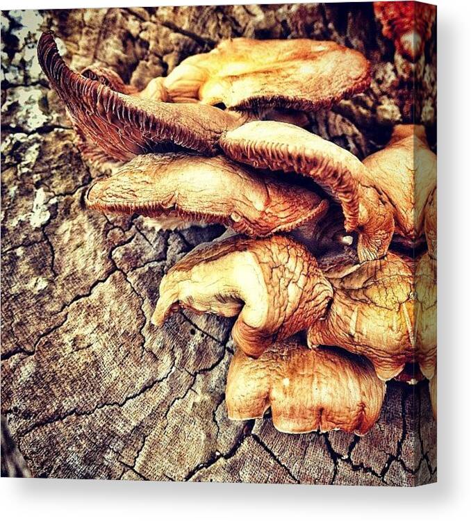 Mushrooms Canvas Print featuring the photograph King Of The Castle... #texture #nature by Robert Campbell