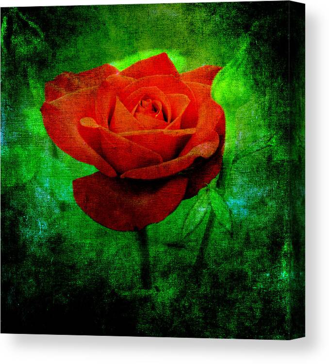 Rose Canvas Print featuring the photograph Kiss By A Rose by Angelina Tamez