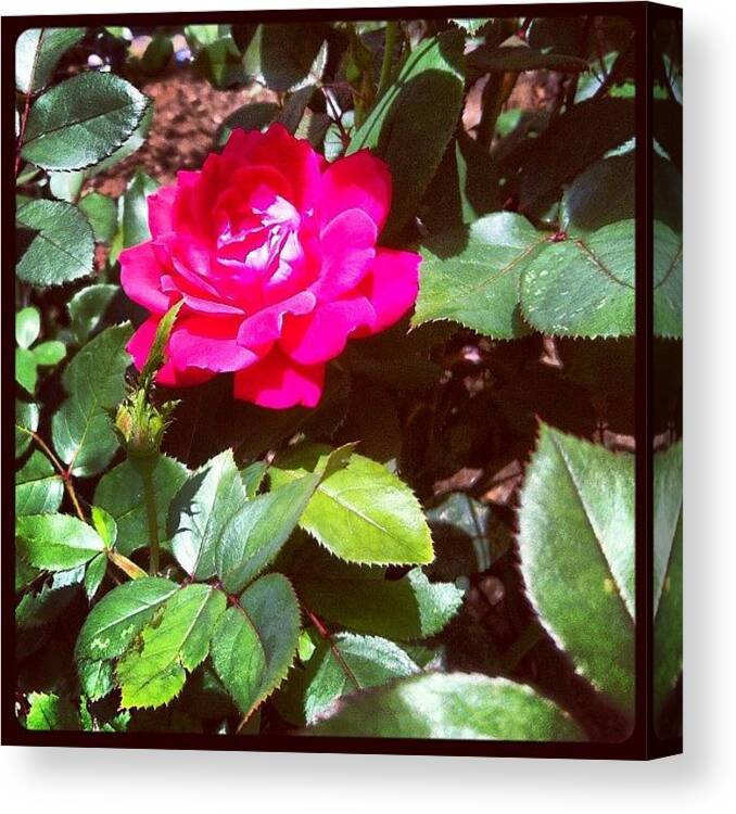  Canvas Print featuring the photograph Knockout Roses Are Starting Their by Lauren Mccullough