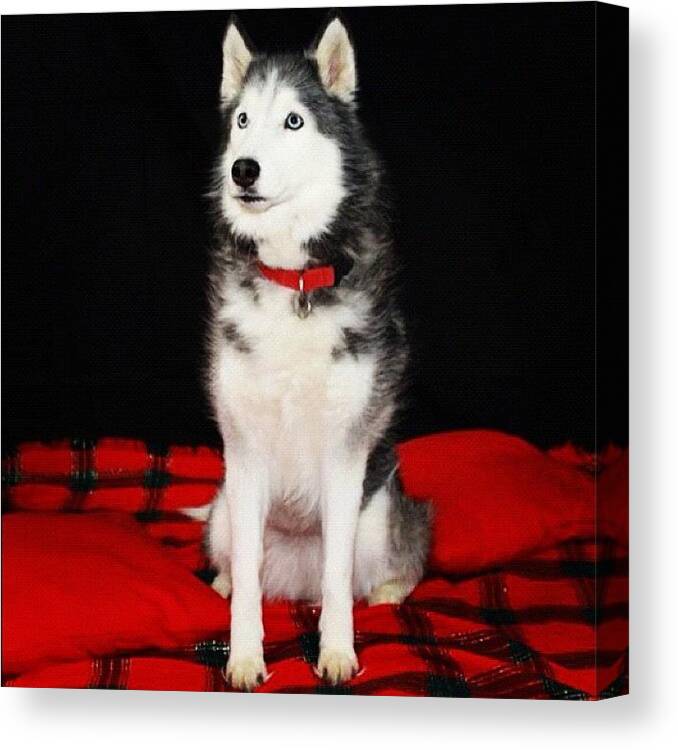 Husky Canvas Print featuring the photograph Koty #siberianhusky #husky #dog by Lisa Thomas