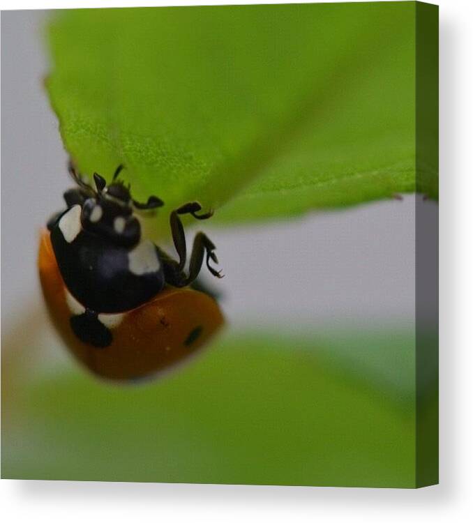 Flower Canvas Print featuring the photograph Ladybug by Penni D'Aulerio