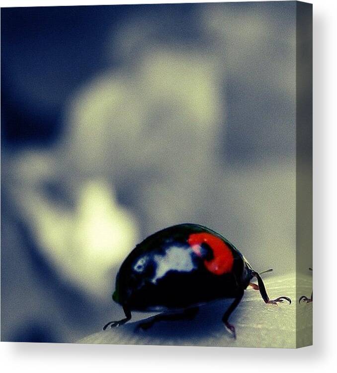 Beautiful Canvas Print featuring the photograph Ladybugs All Dressed In Red Strolling by Christine Cherry