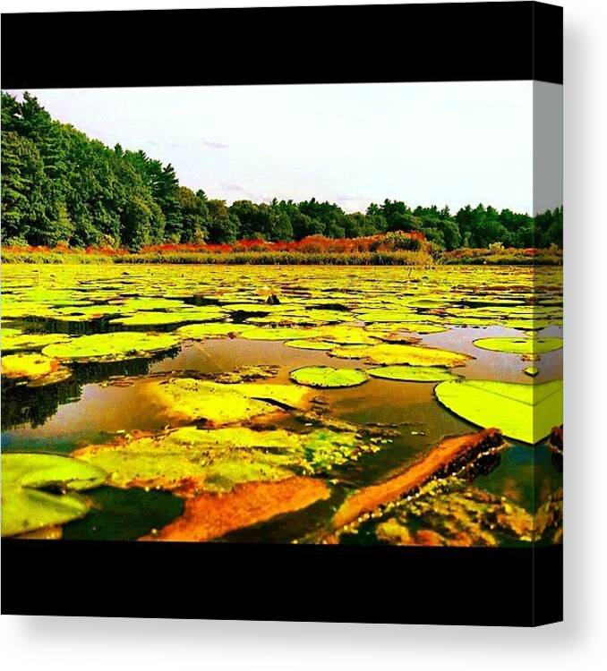 Mypictures Canvas Print featuring the photograph #lake #lilypade #swimming #wildlife by Nate Greenberg