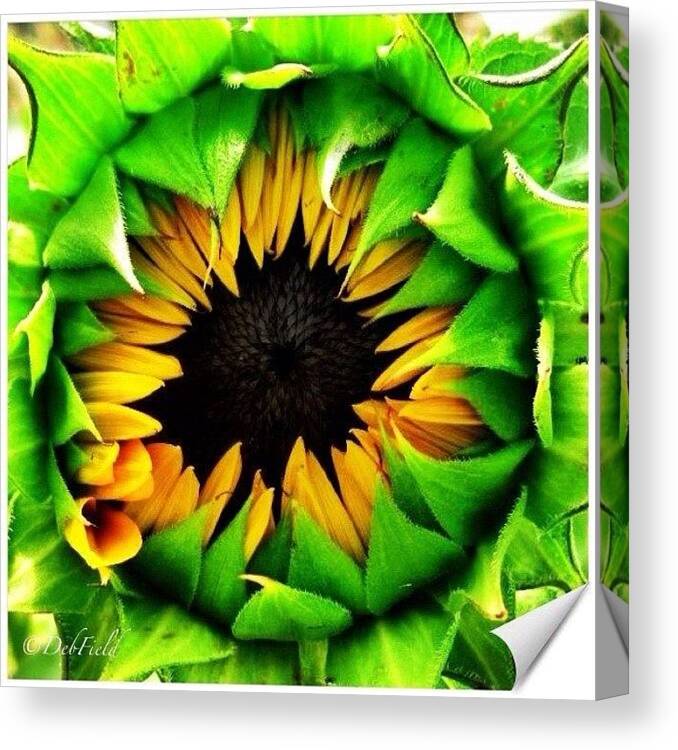  Canvas Print featuring the photograph Large Sunflower Bloom. Yellow Monday by Deb - Jim Photograhy