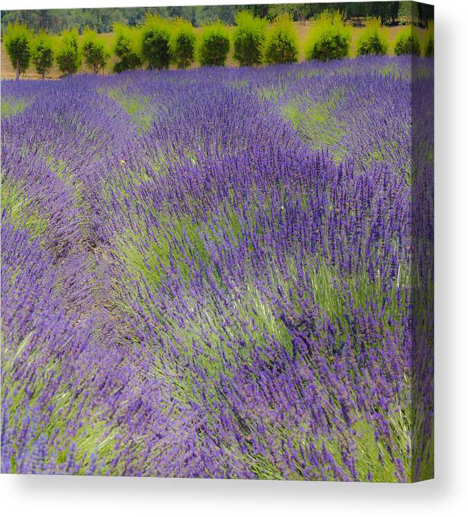 Lavender Canvas Print featuring the photograph Lavender3 by Ryan Weddle