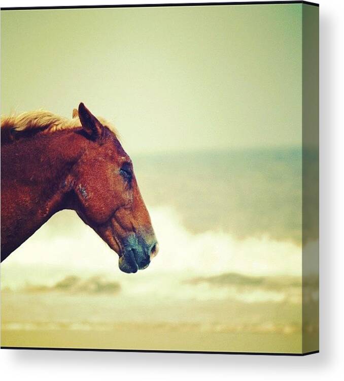 Horse Canvas Print featuring the photograph Lazy by Beach Bum Chix