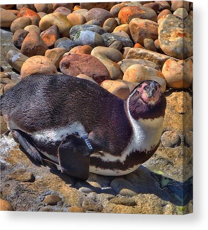 Love Canvas Print featuring the photograph Lazy #penguin by Natasha Taylor