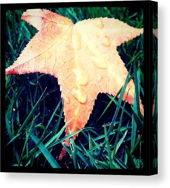 Plants Canvas Print featuring the photograph #leaf #instagram #grass #green #red by Andrea Stocker