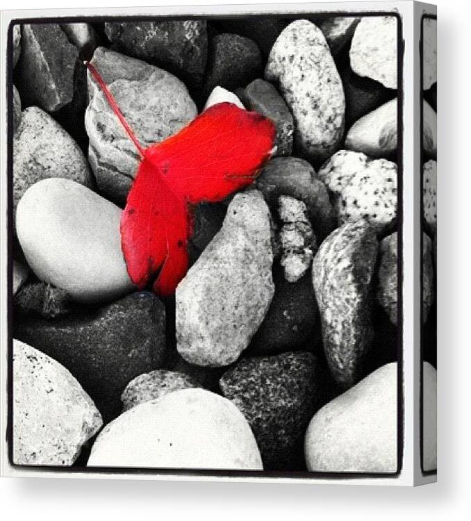 Redsplashcontest Canvas Print featuring the photograph #leaf #rocks #black #white #red by Jenni Munoz