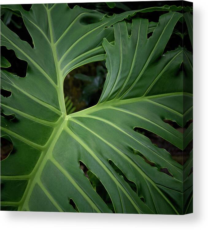Boca Raton Plant Leaf Opening Green Florida Canvas Print featuring the photograph Leaf with empty space by David Coblitz