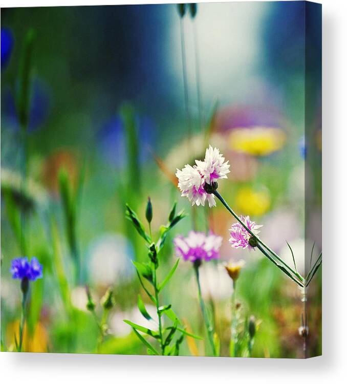 Wildflowers Canvas Print featuring the photograph Lean In To It by Joel Olives