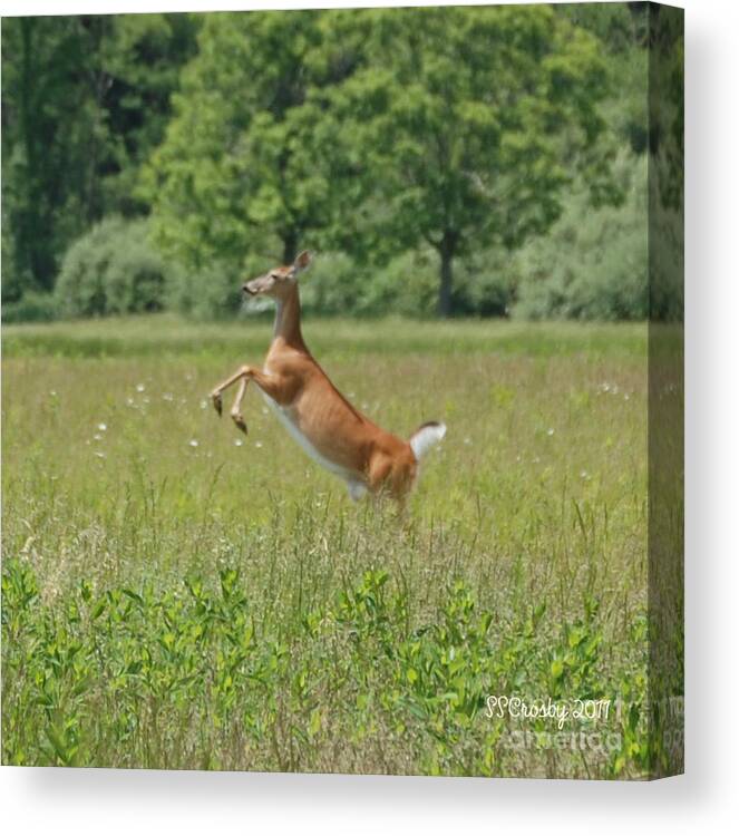 Leaping White-tail Deer Canvas Print featuring the photograph Leaping White-Tail Deer by Susan Stevens Crosby