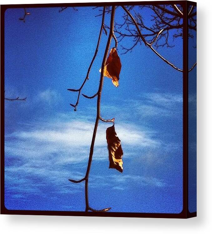Leaf Canvas Print featuring the photograph Leaves In The Wind #leaf #tree #clouds by Jude L