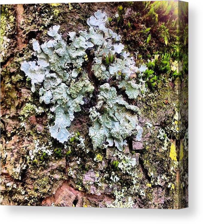 Lichen Canvas Print featuring the photograph Lichen on Bark by Nic Squirrell