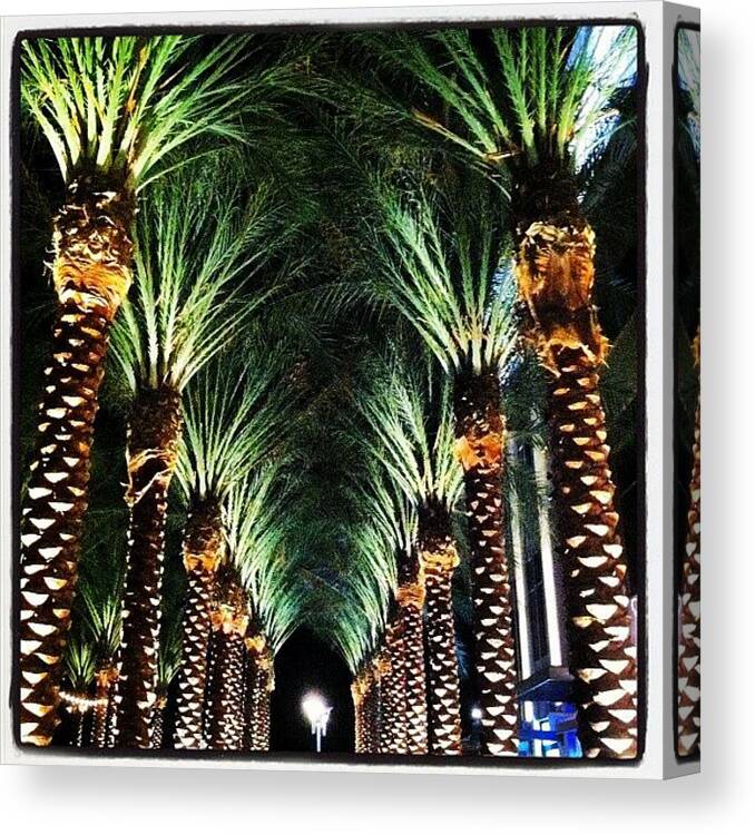 Beautiful Canvas Print featuring the photograph Light At The End Of The Palm Tree by John Schultz