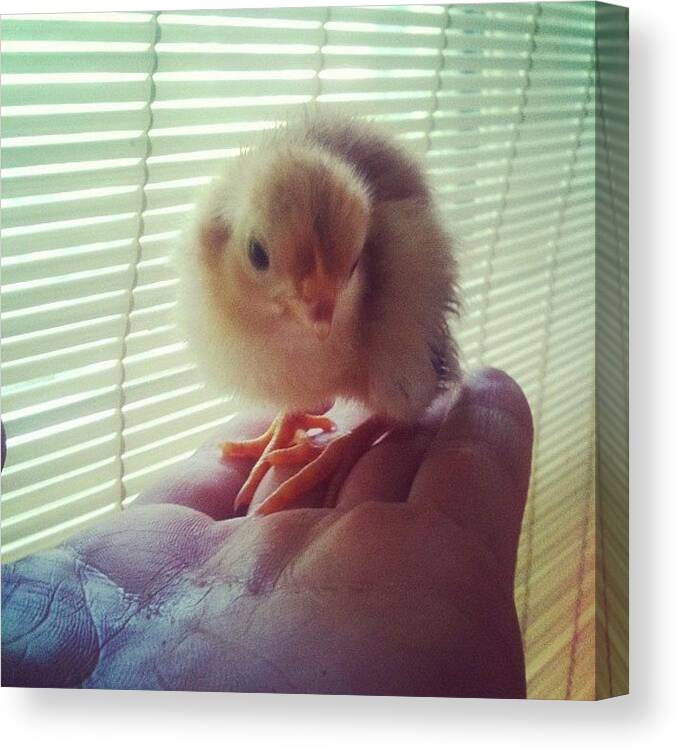 Baby Canvas Print featuring the photograph Lil Chick by Argus Lucem