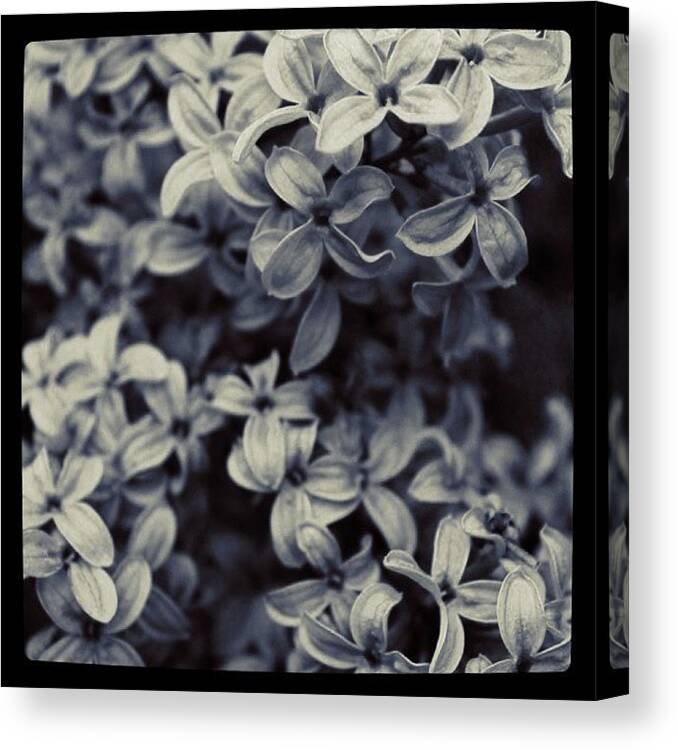 Lilac Canvas Print featuring the photograph Lilac in BW by Justin Connor