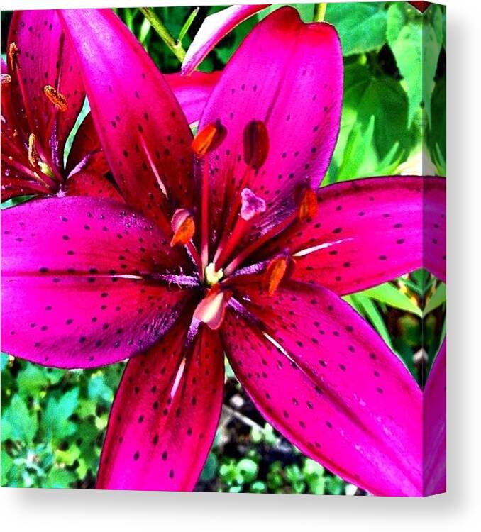 Beautiful Canvas Print featuring the photograph #lily #flower #nature #flora #beautiful by A Loving