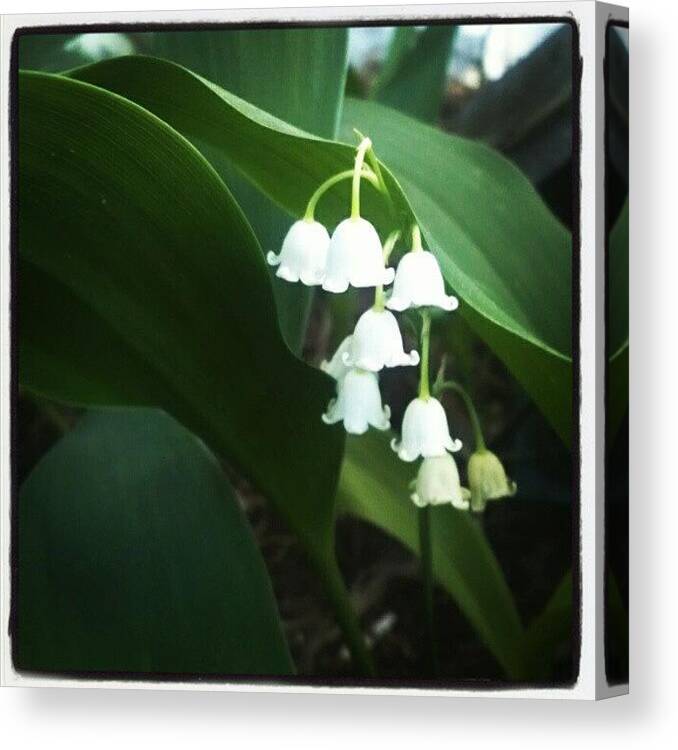  Canvas Print featuring the photograph Lily Of The Valley by Deirdre Ryan