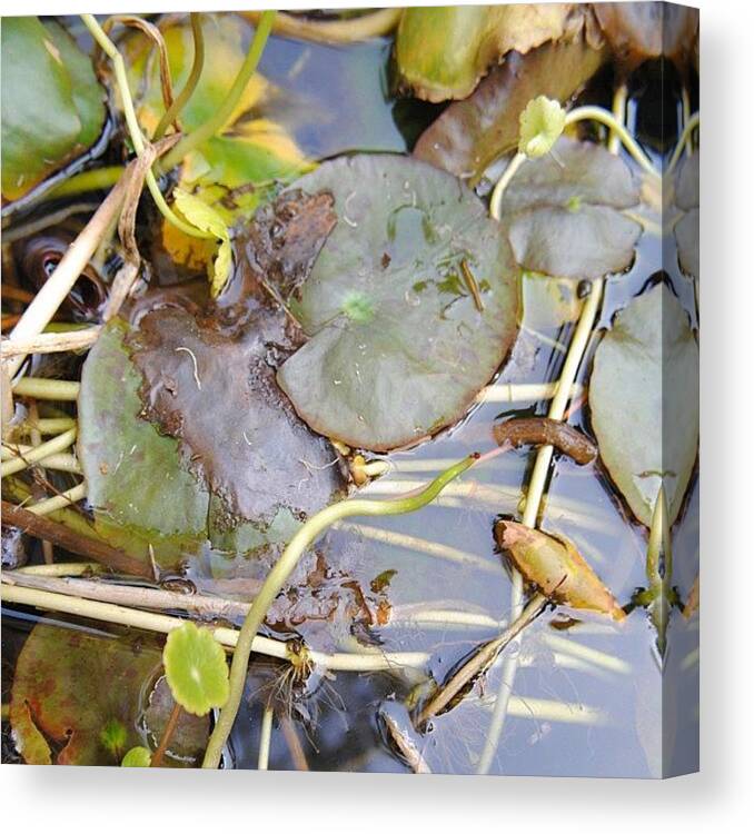 Lily Pad Canvas Print featuring the photograph Lily Pads by Jennifer Riffey
