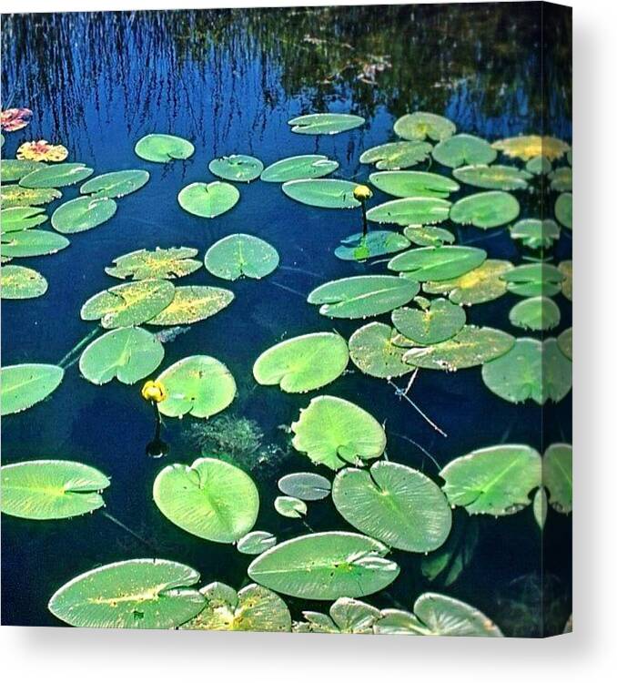 Canada Canvas Print featuring the photograph Lily Pads #lakeontario #ontario #canada by Shelley Walsh