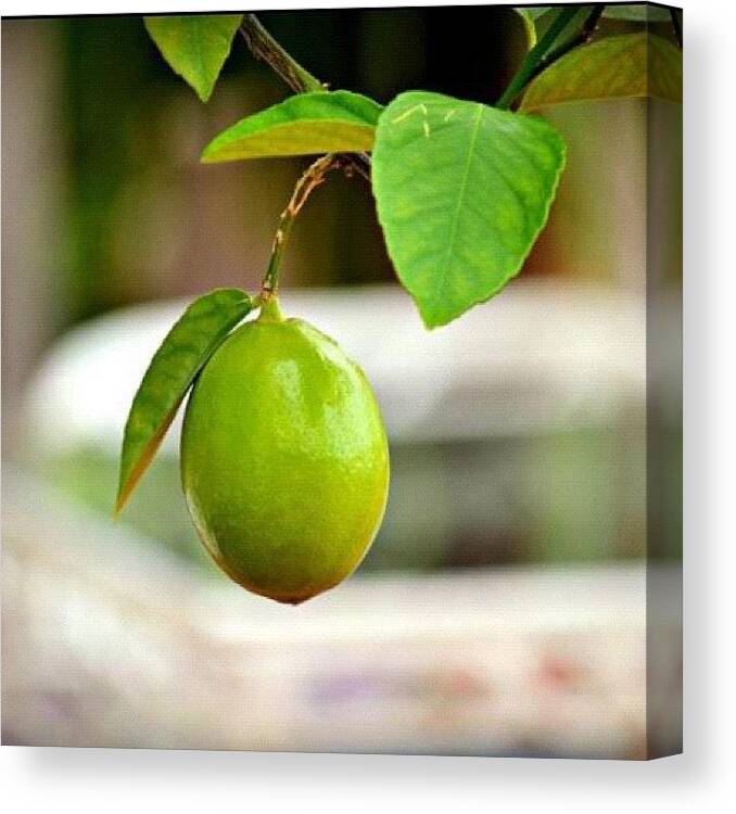 Summer Canvas Print featuring the photograph #lime #green #fruit #tree #bush #summer by Sabrina Raber