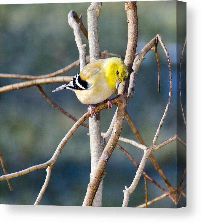 Usa Canvas Print featuring the photograph Little Yellow Bird Yellow Finch by LeeAnn McLaneGoetz McLaneGoetzStudioLLCcom