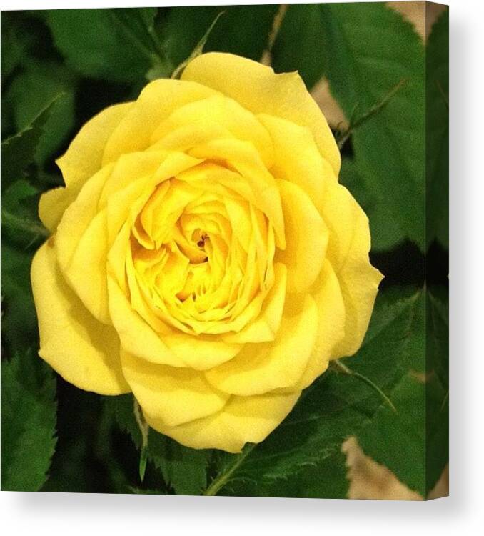  Canvas Print featuring the photograph Little Yellow Rose Of Texas by Lori Mason